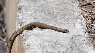 Eastern Brown Snake