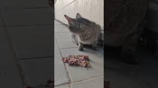 The gray cat asked passers-by for food, but they didn’t care #lovecat #cat