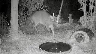 Wild Garden Diary May 11th-12th
