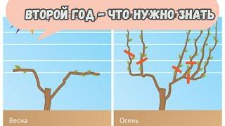 Привитый виноград на старте второго года – что нужно знать