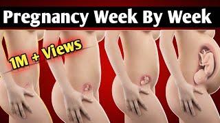 Week by Week Pregnancy | Pregnancy Week 1 to 40 belly Progression, Baby Development and Symptoms