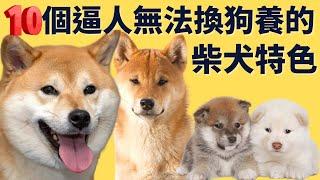 為什麼養過柴犬的人都回不去? 看這十個柴犬特質前先別急著養狗｜柴犬特色 2024｜shiba inu