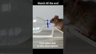 How To Make A Water Bottle Mouse/Rat Trap #shorts #mousetrap #rattrap