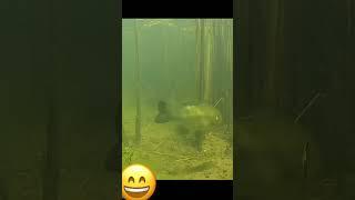#fish #fishing #aquaticpets #food #bbqmeat #bisonmeat #smokegrill #guppy #grilltime #koi