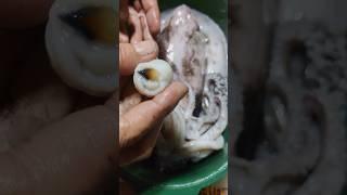 Removing Squid Beak #satisfying  #shorts