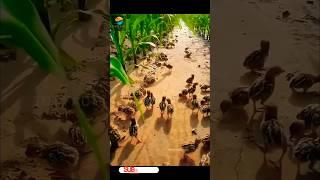 ఎకో ఫ్రెండ్లీ ఫార్మింగ్ విధానం ll Eco Friendly Farming Method ll TOT FACTS
