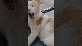 Incredible Cat Yawning: Revealing Exquisite Teeth and Throat Beauty!