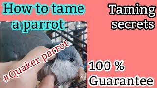 How to Tame a Parrot | Taming a Quaker Parrot | Taming Secrets