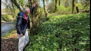 Wood Anemone with John Feehan in April, part of the Wildflowers of Offaly series