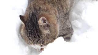 【ネコ】冬の寒さに耐えながら生きる野良猫　北海道茅沼温泉にて