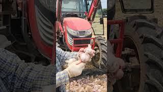 30년만의 대풍@의성마늘 #복합유기산농법 #뿌리생 #홍원바이오