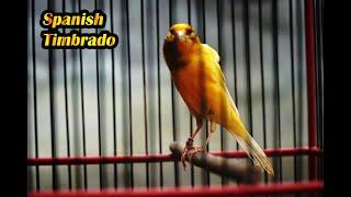 Spanish Timbrado canary singing