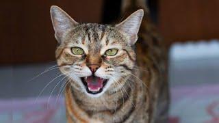 Male Cat in Heat Sounds | Male Cat Calling Female | Male Cat Mating Call Sound Effect | Cat Voice