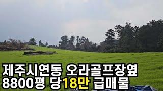 제주시 연동 오라골프장옆 8800평 당18만 지목 임야  급매물  010 4436 0401 제주도부동산 토지 매매  급매물