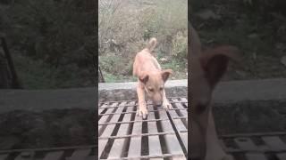 puppy vs bridge  #funnydogvideos #malinoislovers #puntu #doglovers #doggysdawgnepal #shorts