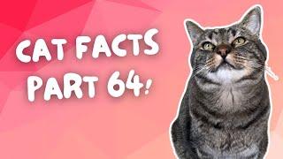 THIS is why cats knock down your stuff! | CAT FACTS Pt. 64