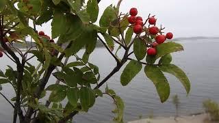 NORDIC FOREST - Visiting slagghögarna by the archipielago of Sweden. *Silent vlog*