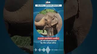 Who is Affected by Human-Elephant Conflict? | #shorts #youtubeshorts