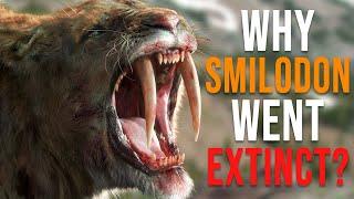 Why Did the Saber-Tooth Tiger (Smilodon) Go Extinct?