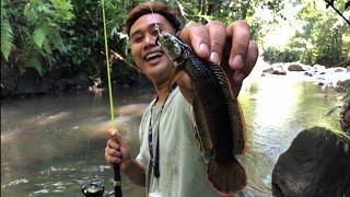 Mancing Blusukan gak taunya Strike Limbata Monster‼️