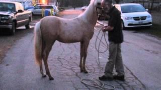 Another Visit to Shea Stables