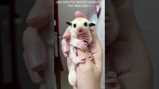 Top  Funny animals videos - Try Not To Laugh  - 104 #Shorts