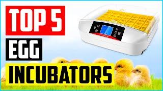 Top 5 Best Egg Incubators in 2022 Reviews