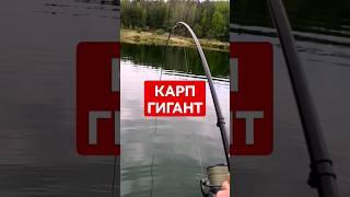 Клюнул огромный карп #карпфишинг