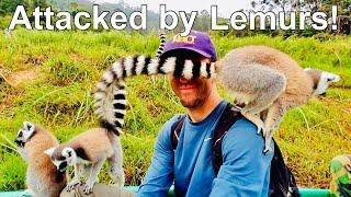 ATTACKED By Lemurs in Madagascar!