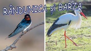 Rândunica și barza - caracteristici, hrana și foloase, adăpost și înmulțire,  trăsături comune