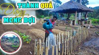 2Q VLogs||Hướng Dẫn Hoàn Thành Khu Vườn Trước Nhà Leu,Cắt Hết Cây Gỗ Trước Khi Trồng Ngô