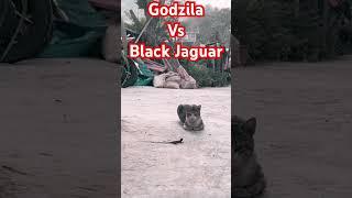 Godzila Vs Black Jaguar