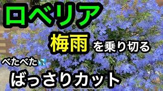 梅雨を乗り切る️『ロベリア』思い切って、切り戻し