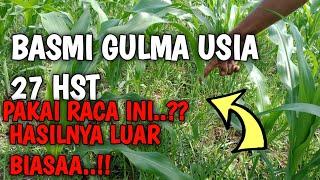 CARA MENGATASI GULMA PADA TANAMAN JAGUNG