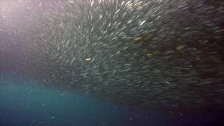 Sardine Run - Moalboal, Philippines