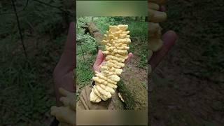 Гриб лесная курочка трутовик серно-жёлтый #chickenofthewoods #chickenmushroom #mushroom #shorts #yes