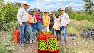 Huerta LIMÓN PERSA sin semilla | Como tener todo el año limones y amarre de frutos | Floración