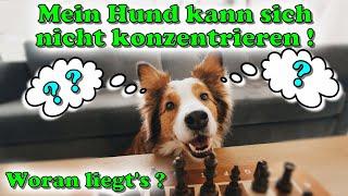 Warum kann sich mein Hund nicht konzentrieren ? Wie bekomme ich die Aufmerksamkeit meines Hundes ? 