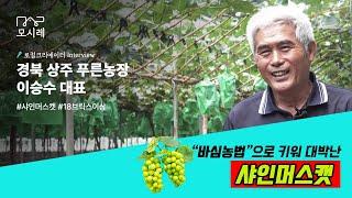 바심농법으로 샤인머스캣을 재배, 이승수 대표│포도농사│농작물│샤인머스켓  포도 보관│ 샤인머스켓 가격│경북포도│성주농장 농사│청년농부│켐벨포도│청포도│머루포도│포도거름│포도효능