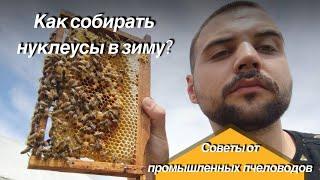 Что делать с нуклеусами после сезона? Советы от промышленных пчеловодов.