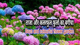 fresh and colourful flower garden.        ताजा और कलरफुल फूलों का बगीचा