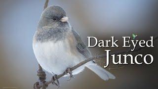 7 Types of Dark Eyed Junco Sounds - Bird Sounds