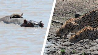 A Terrapin Riding a Hippo's Back VS Two Cheetah!