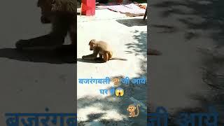 हनुमान चालीसा#Hanuman chalisa fast#monkey video#trendingshorts#monkey#shortsfeed#viralshort#shorts