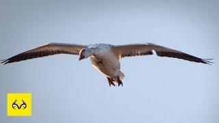 Best Tips for Snow Goose Hunting | You HAVE to Try These | The X Waterfowl