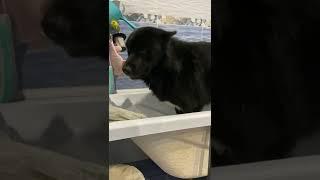 Волкособ купается ч.2