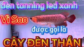 Vì Sao Led Xanh Tanning | Được Gọi Là Cây Đèn Thần Made in VietNam | Chú Đầu Bạc