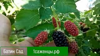 Ежевика Натчез