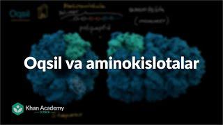 Oqsil va aminokislotalar | Biologiya asoslari | Yuqori sinf biologiyasi