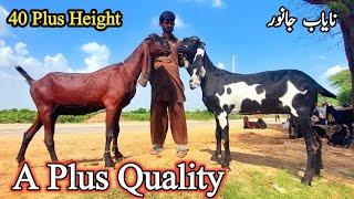 A Plus Quality Beetal Goats Of Rai Munwar-Beetal Goats With 40 Plus Height-Biggest Beetal Goats